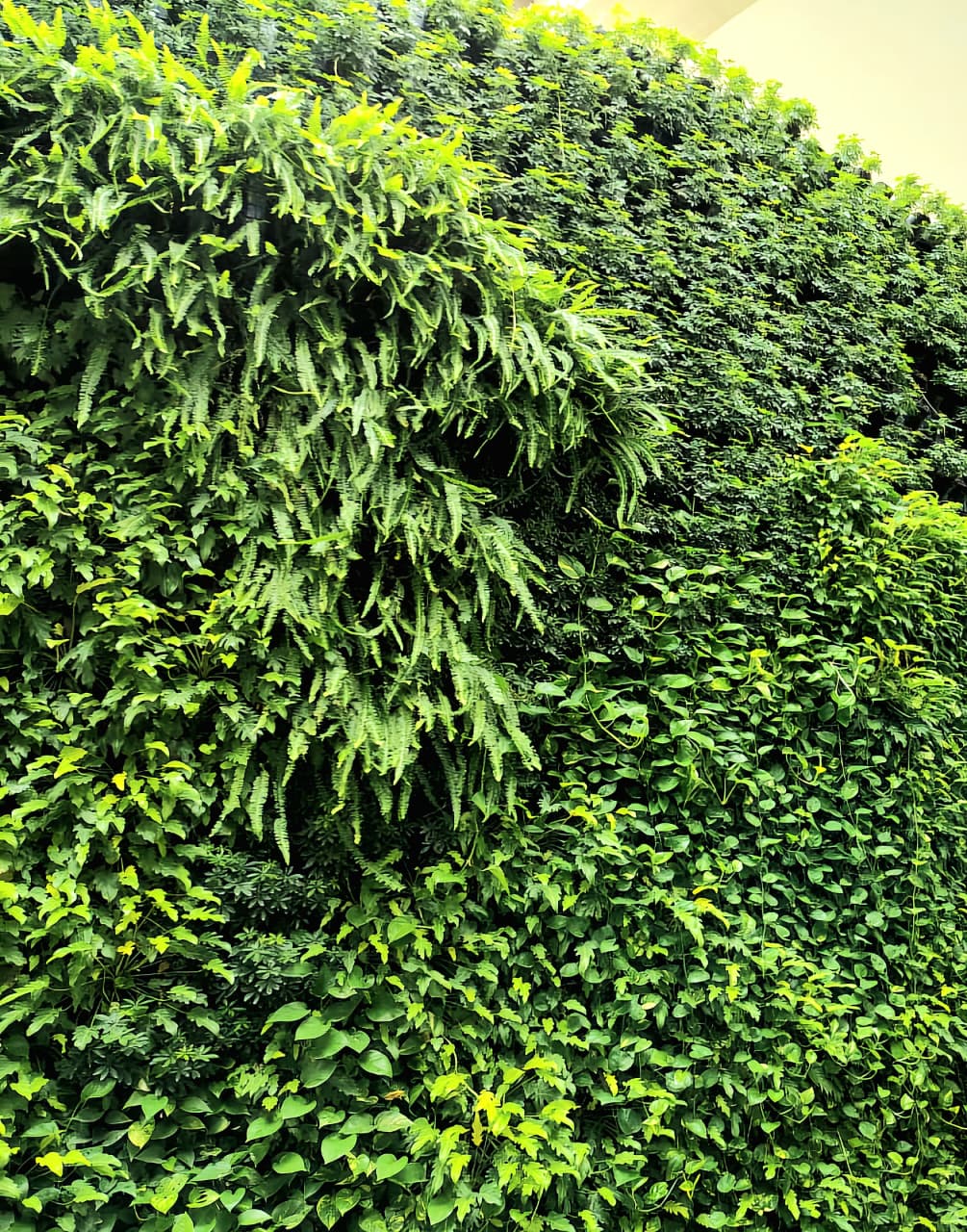 Vertical Gardening in Hyderabad
