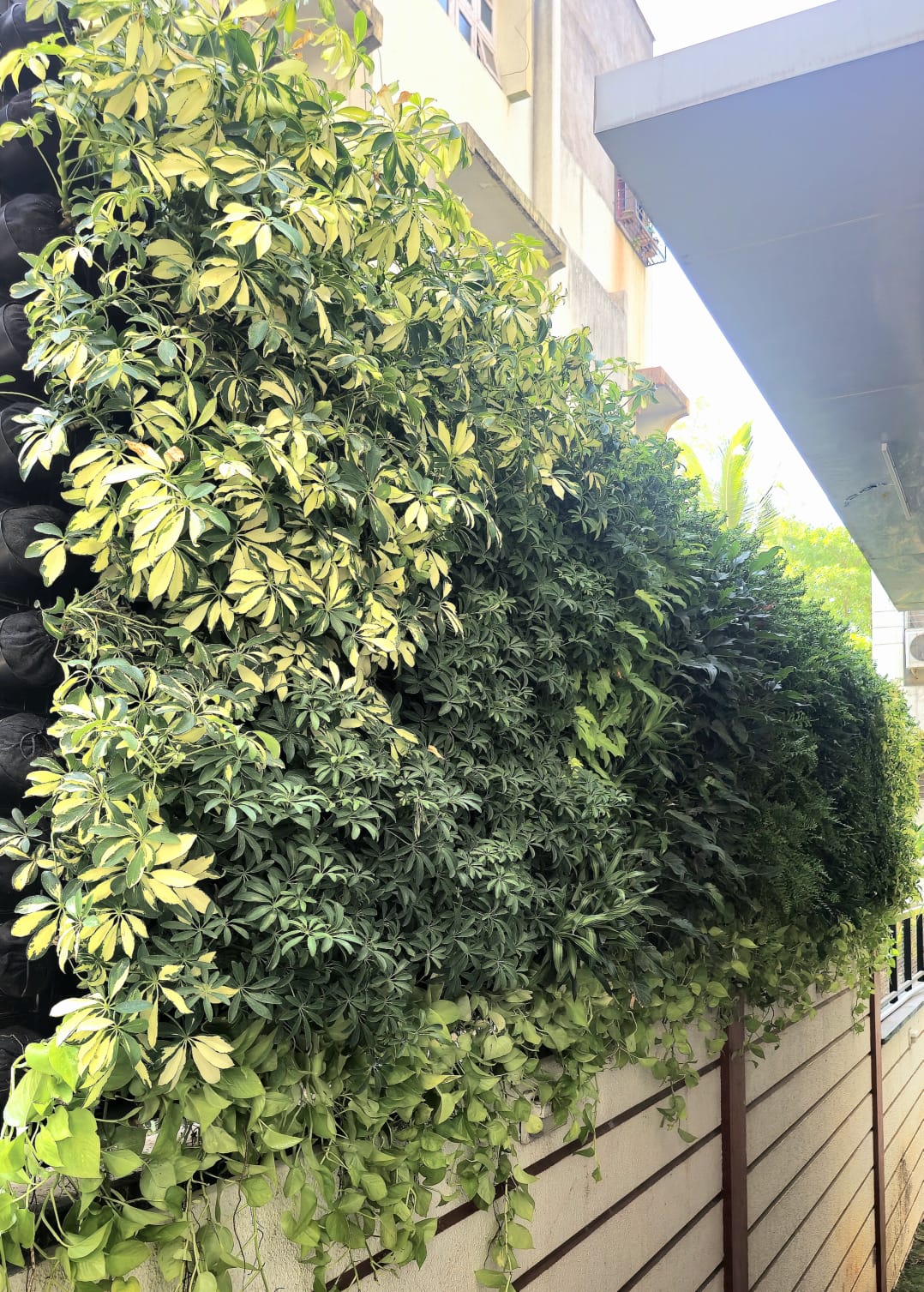 Vertical Gardening