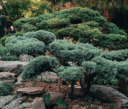 Planted landscape detail